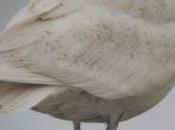 Gulls Shetland...