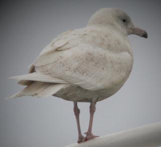 Gulls in Shetland...