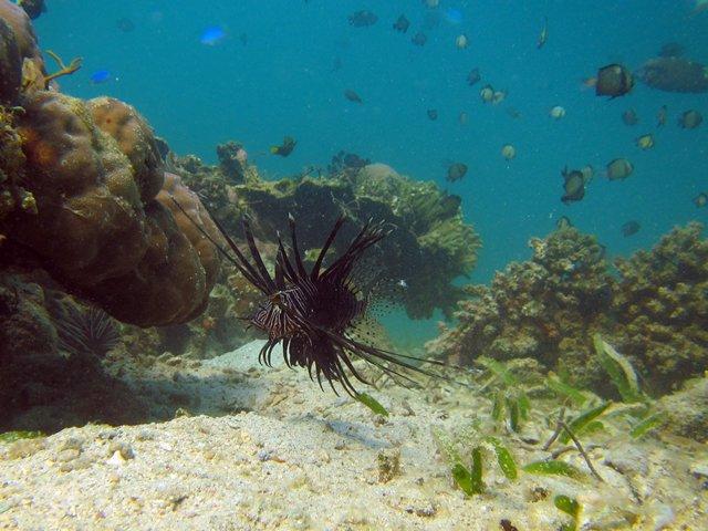 Lionfish