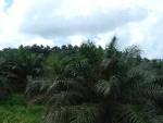 Palm Plantations Pictures