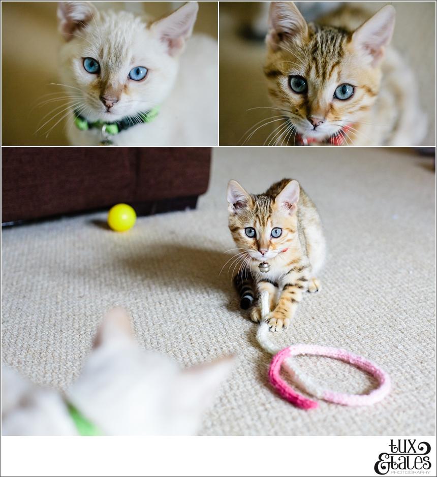 Kittehs! A Family Engagement Shoot in Milton Keynes