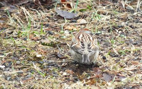 white throated sparrow - on grass - oxtongue lake - ontario