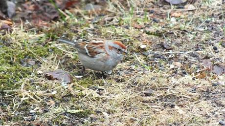 american tree sparrow on ground - oxtongue lake - ontario