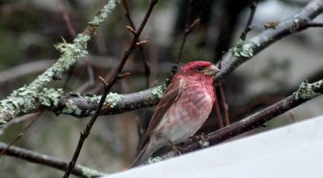 purple finch on tree - oxtongue lake - ontario