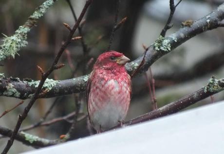 purple finch - on tree in heavy rain - oxtongue lake - ontario