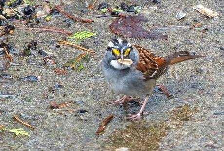 white throated sparrow - male - with a seed in its peak - oxtongue lake - ontario