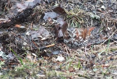 fox sparrow - red form - looks to camera - oxtongue lake - ontario