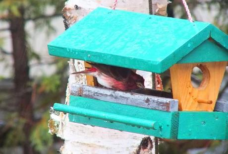 purple finch - in birdfeeder during rainstorm - oxtongue lake - ontario