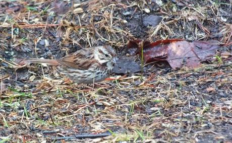 purple finch - female - on grass - oxtongue lake - ontario