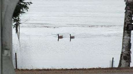 canada geese swim in rain - oxtongue lake - ontario