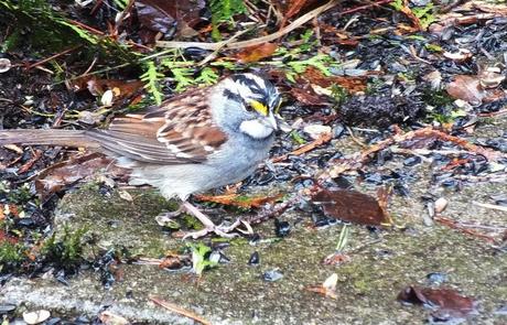 white throated sparrow - male - oxtongue lake - ontario