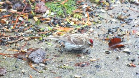 common red poll feeds on ground - oxtongue lake - ontario