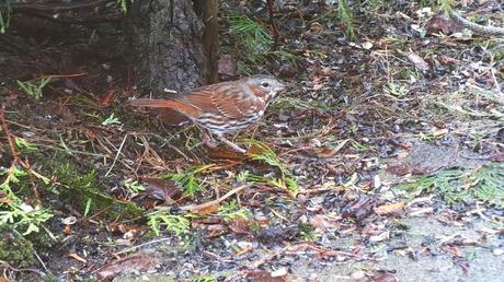 fox sparrow - red form - hunts for seed - oxtongue lake - ontario