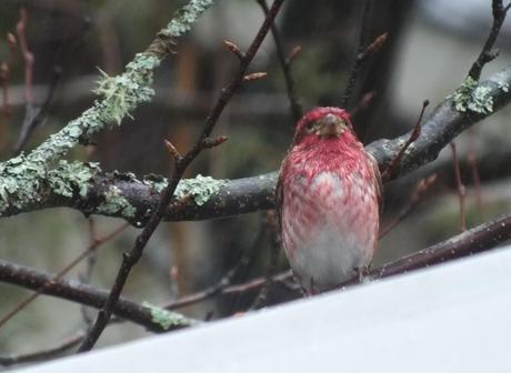 purple finch - looks my way - oxtongue lake - ontario