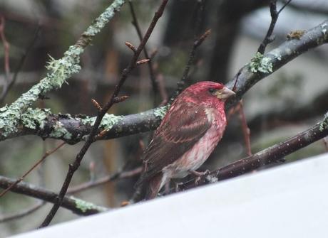 purple finch - looks ahead - oxtongue lake - ontario