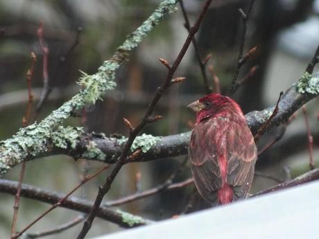 purple finch - view of back - oxtongue lake - ontario