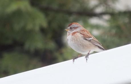 american tree sparrow sits on roof - oxtongue lake - ontario