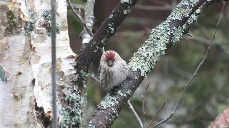 common red poll - looks down from tree - oxtongue lake - ontario