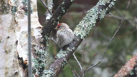 common red poll - on tree - oxtongue lake - ontario