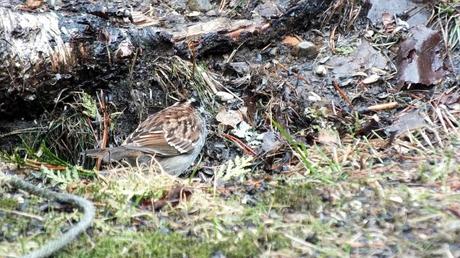 white throated sparrow - view of back on grass - oxtongue lake - ontario
