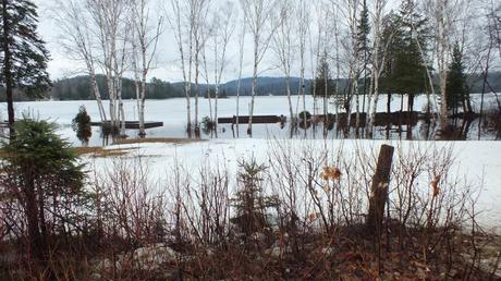 Oxtongue lake - flooded shoreline through birch trees - april 19 2013