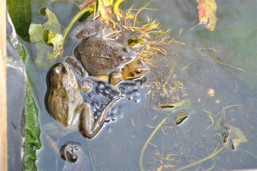 A live sex show, courtesy of Mr and Mr Frog...