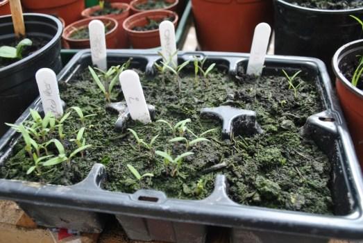 tomato seedlings