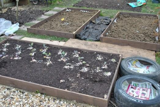 Brassica raised bed