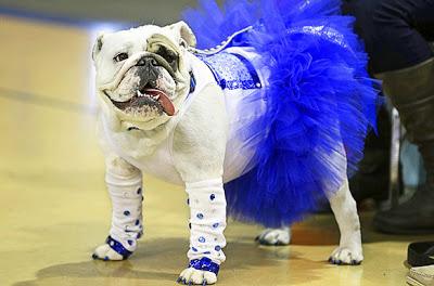 Witness 47 BULLDOGS Hold Court in Beauty Pageant!