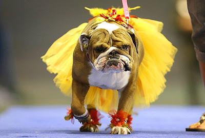 Witness 47 BULLDOGS Hold Court in Beauty Pageant!