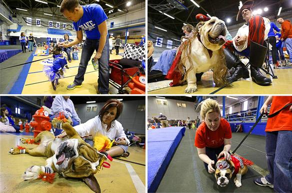 Witness 47 BULLDOGS Hold Court in Beauty Pageant!