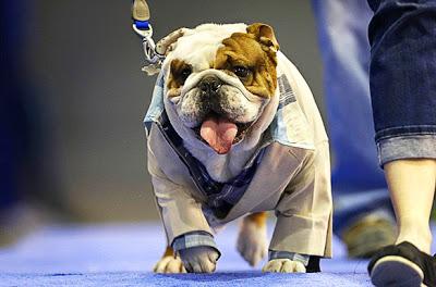 Witness 47 BULLDOGS Hold Court in Beauty Pageant!