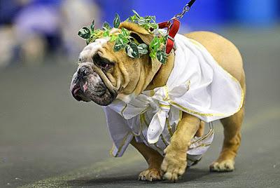 Witness 47 BULLDOGS Hold Court in Beauty Pageant!