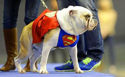 Witness 47 BULLDOGS Hold Court in Beauty Pageant!