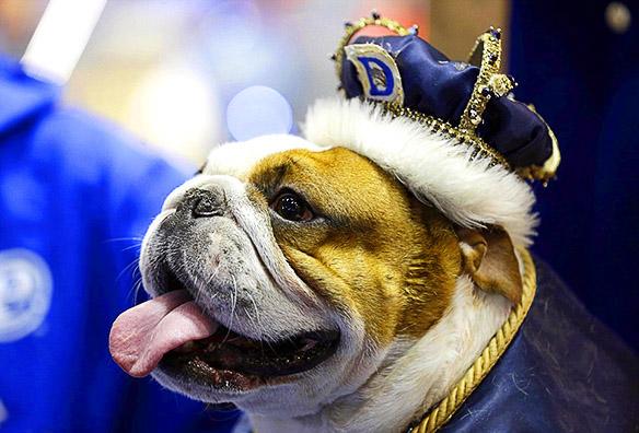 Witness 47 BULLDOGS Hold Court in Beauty Pageant!