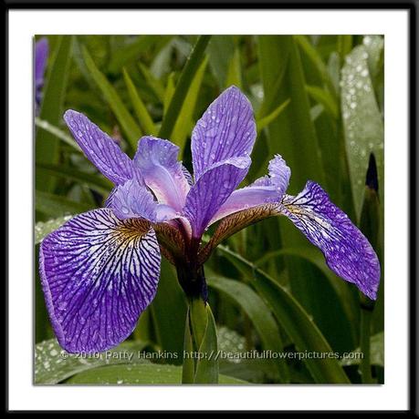 Southern Blue Flag Iris