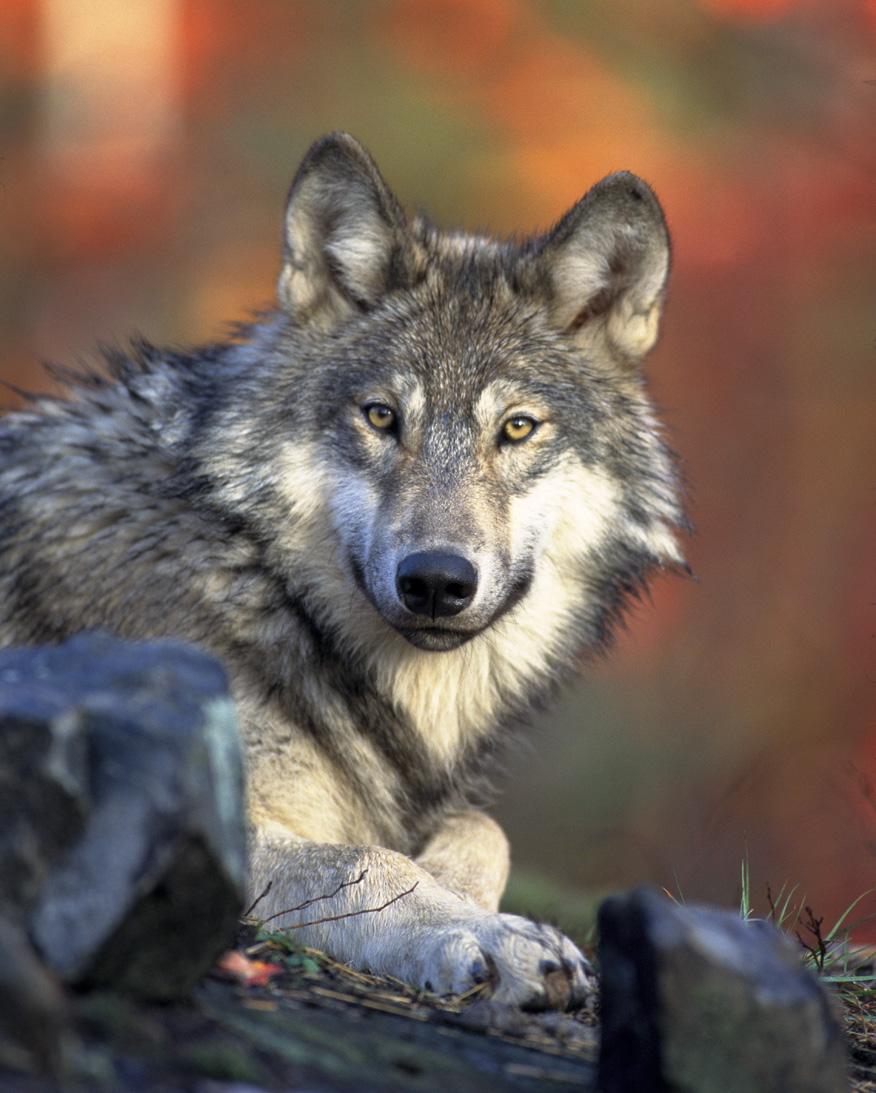 BREAKING NEWS: National Wolf Delisting Plan Moving Forward!