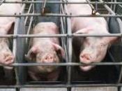 Indiana Ag-Gag Bill Resurfaced, Democrats Ousted from Committee