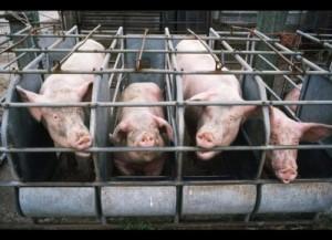 Indiana Ag-Gag Bill Resurfaced, Democrats Ousted from Committee