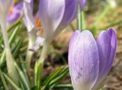 Lilac Flowers {Nurture Photography}