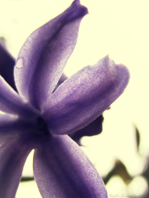 Lilac / Flowers {Nurture Photography}