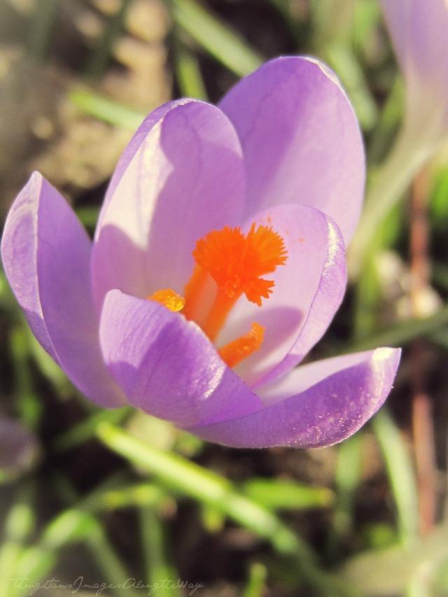 Lilac / Flowers {Nurture Photography}