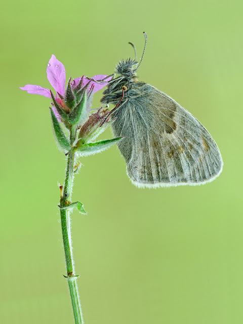 Coenonympha pamphilus, Fadet commun ou Procris, Small Heath