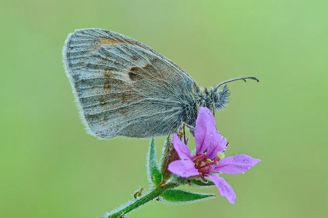 Coenonympha pamphilus, Fadet commun ou Procris, Small Heath