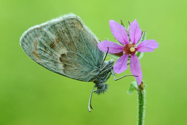 Coenonympha pamphilus, Fadet commun ou Procris, Small Heath