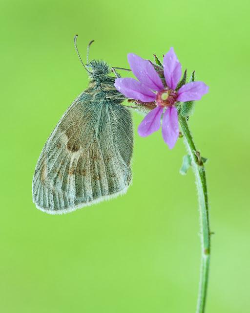 Coenonympha pamphilus, Fadet commun ou Procris, Small Heath