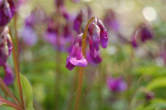 Lathyrus vernus Flower (21/04/2013, Kew Gardens, London)