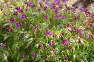 Lathyrus vernus (21/04/2013, Kew Gardens, London)