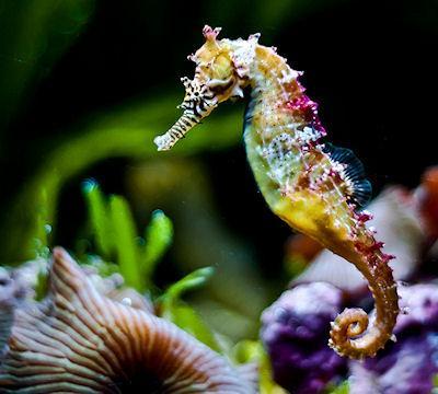 60 Spectacular Seahorses And Seadragons