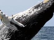 Humpback Whales Learn Tricks Watching Their Friends